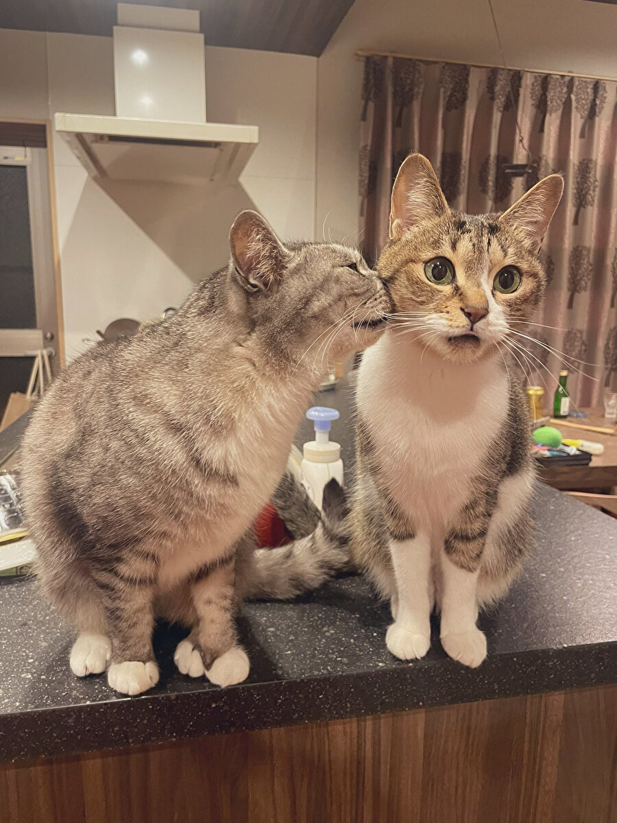 Işık hızı<Dedikodu