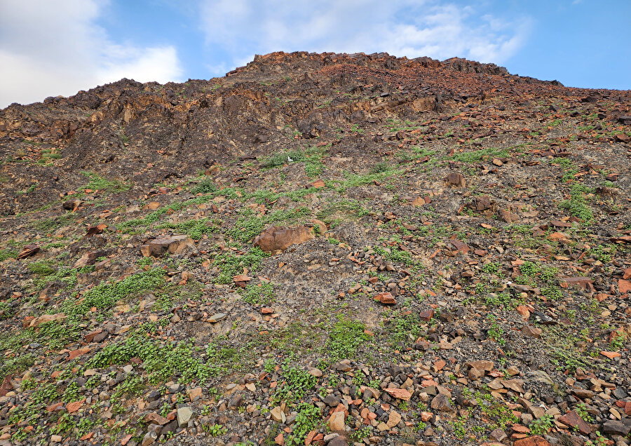 Yağışların ardından Medine yeşile büründü