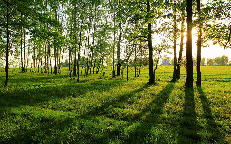 Yeşil alan gezileri psikolojik rahatsızlıklarda ilaç kullanımını azaltıyor