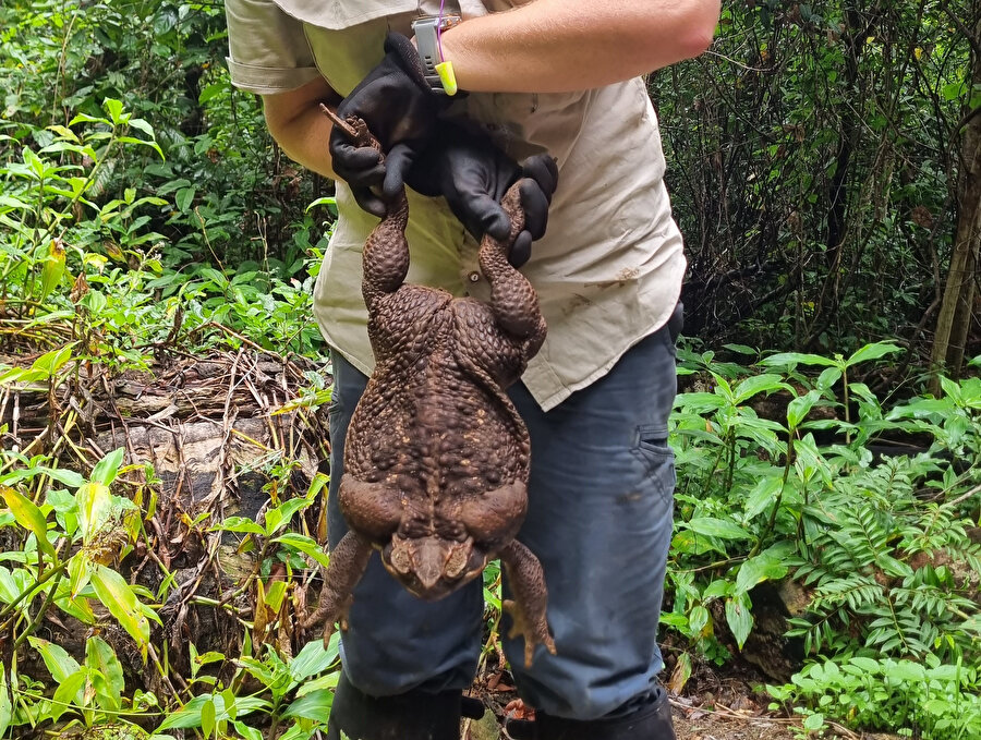 Avustralya’da 2.7 kiloluk dev kurbağa bulundu