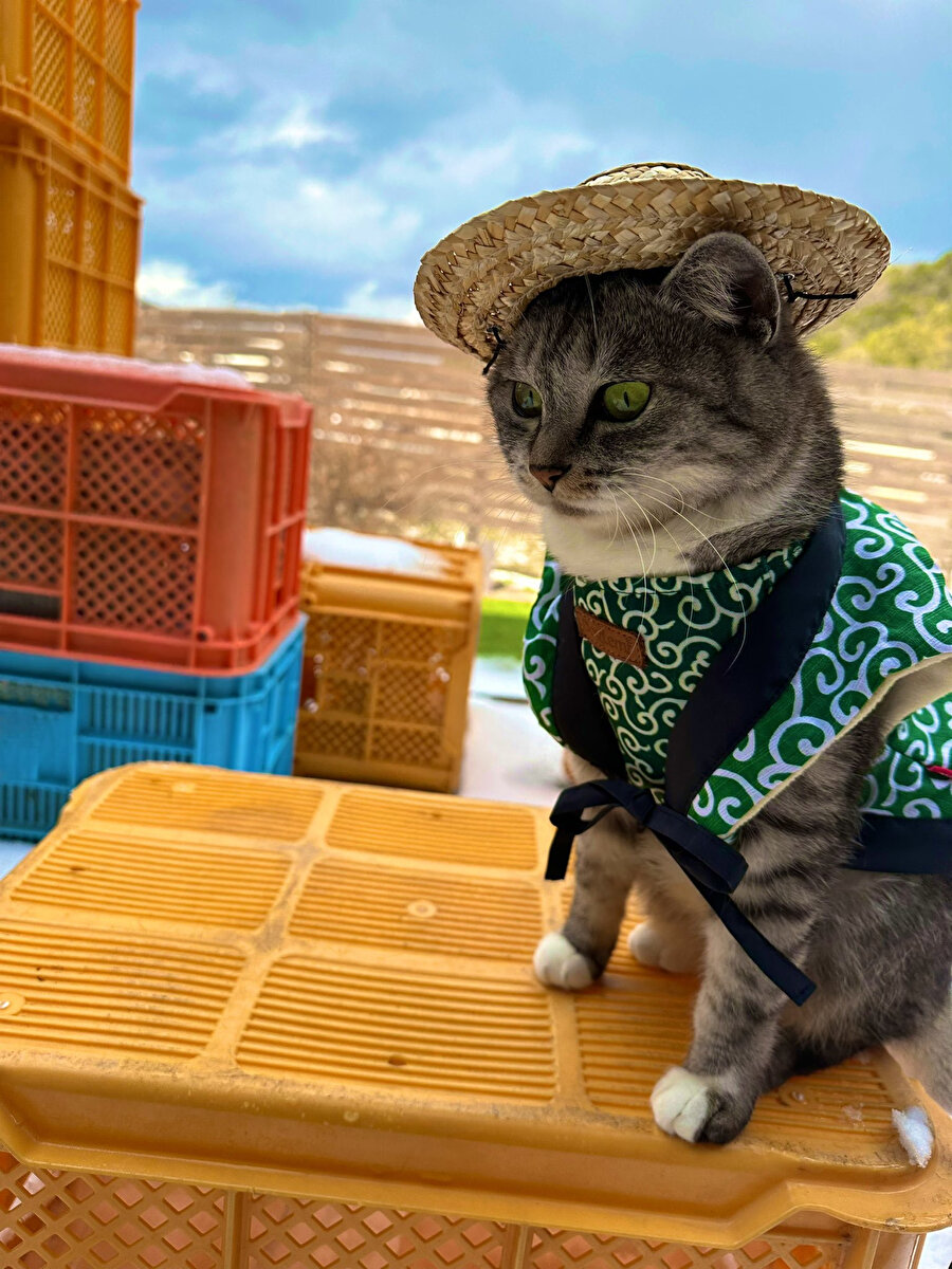 Uzakta oynayın guzum kavanozlar devrilmesin