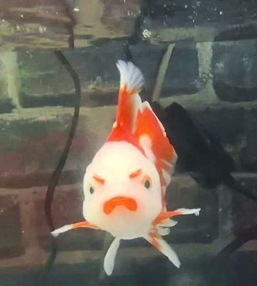 Kim o yanındaki roka?