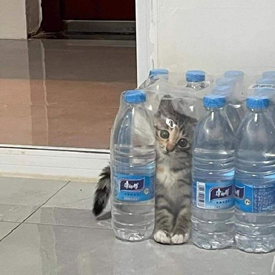 ​Kediler sıvıdır 🥰