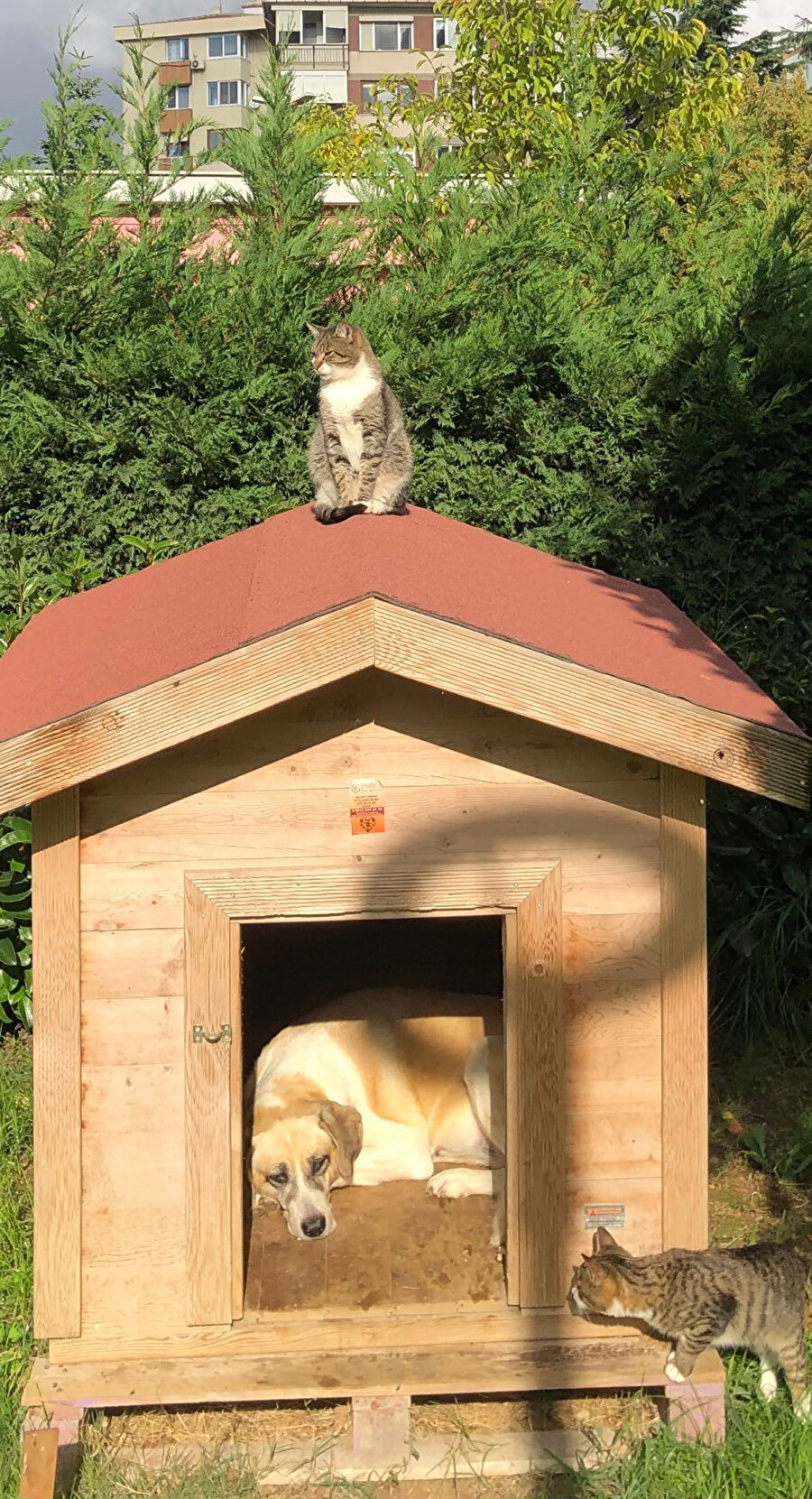 Mayfa gibi çökmüşler