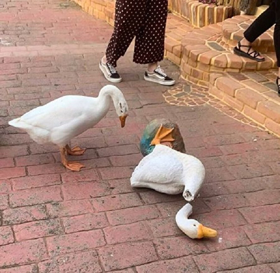 Şok etkisi yarattı 🤣