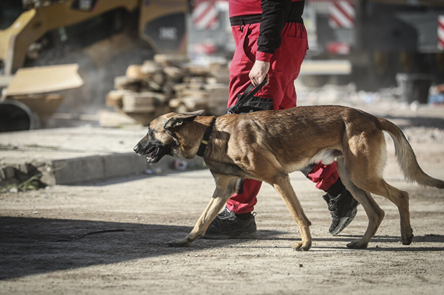 Yaralıya ulaşılamadıysa ve yaralının baygın olma ihtimalinin de düşünülmesiyle köpek kullanılarak arama yöntemine geçiliyor. 