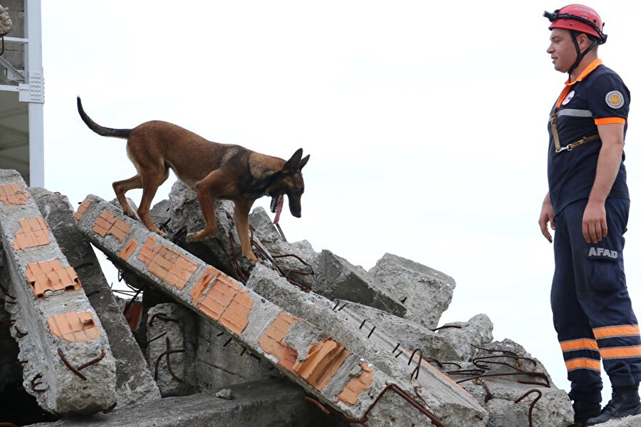 Arama kurtarma köpekleri