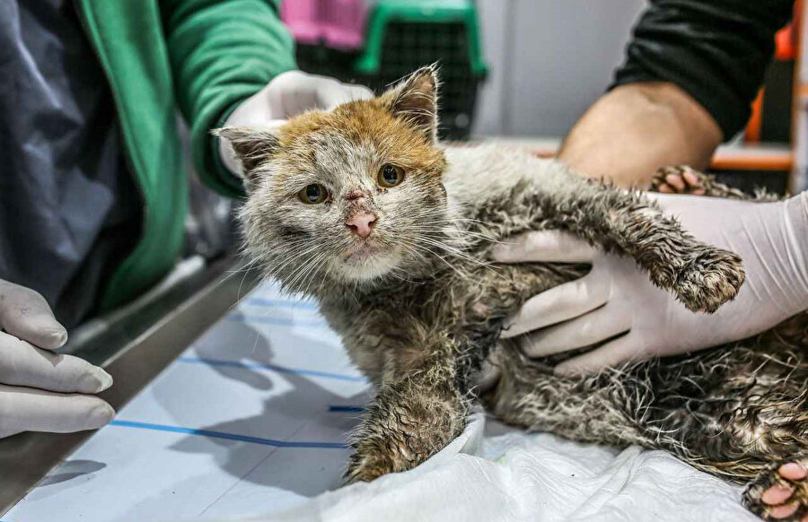 Depremden etkilenen hayvanlar