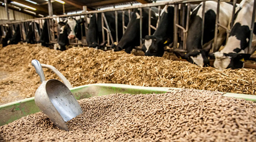 Türk Veteriner Hekimleri Birliği