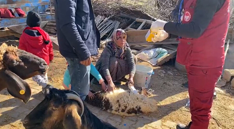 Bakanlıktan depremden etkilenen hayvanlara yem ve mama desteği