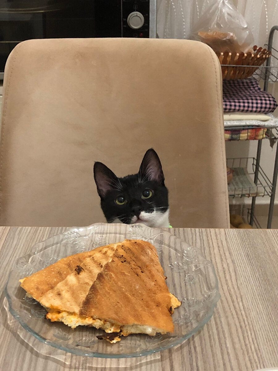 ​Çeşit çeşit yemek varken gelen tost kedileri