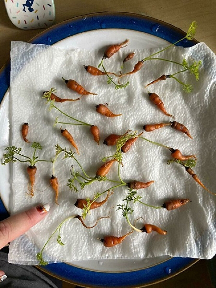 Hasat zamanı verim alamadık 