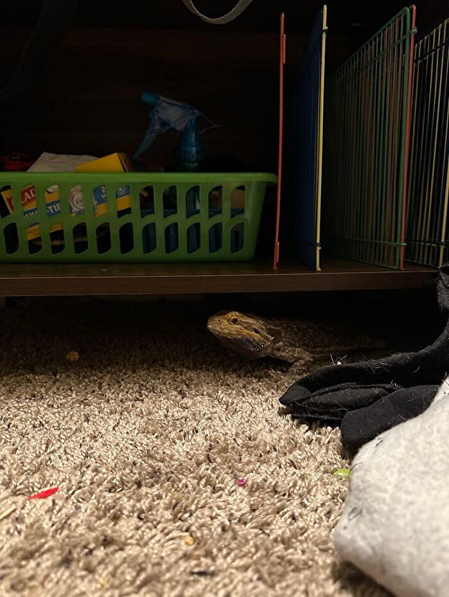 Buralara nasıl geldin 