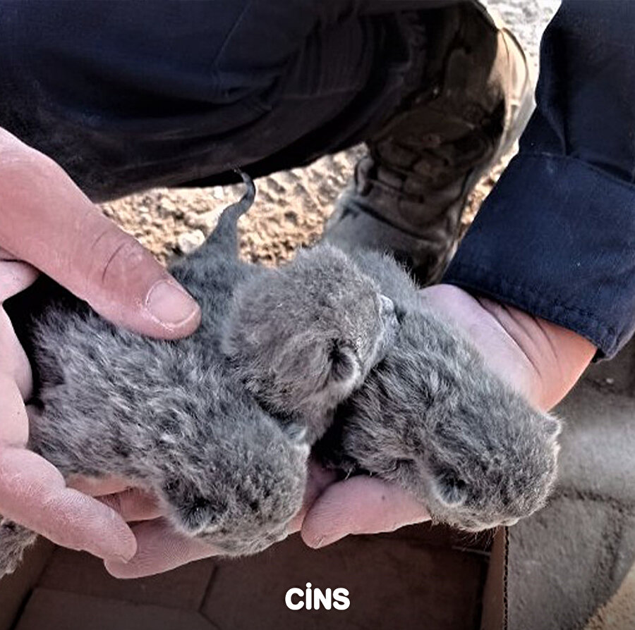 Yavru kediler enkazdan çıkarıldı