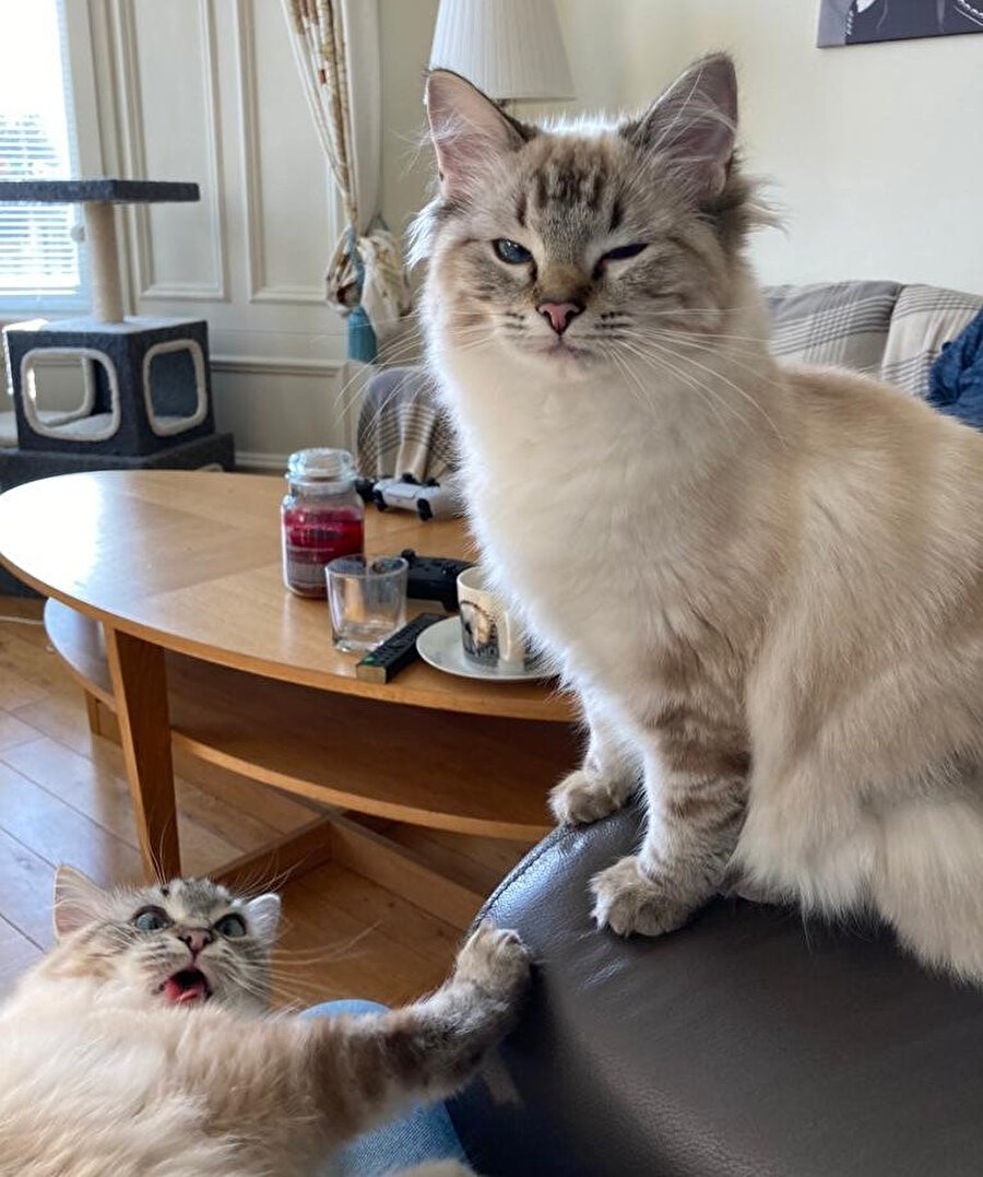 Kendi düşen ağlamaz yeğen​