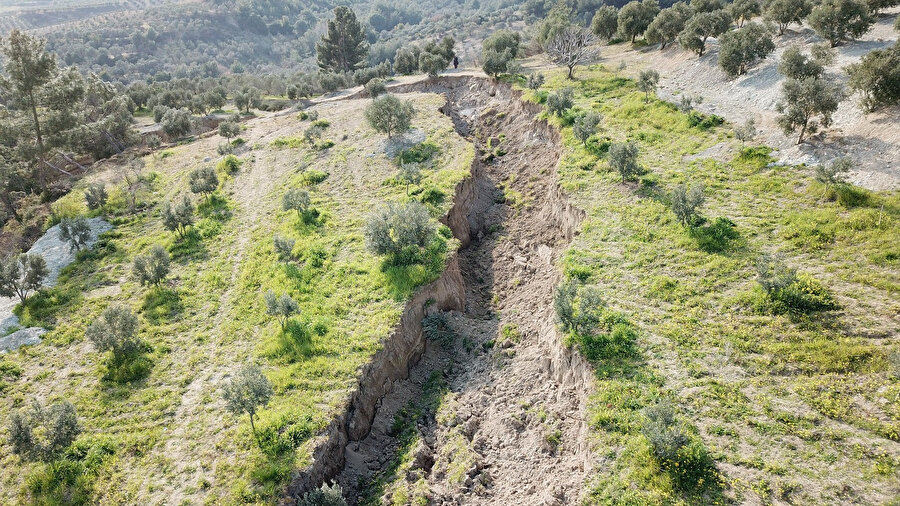 Deprem sonrası zeytin bahçesi ortadan ikiye ayrıldı: 100 metre ileri kaydı, dev yarıklar oluştu