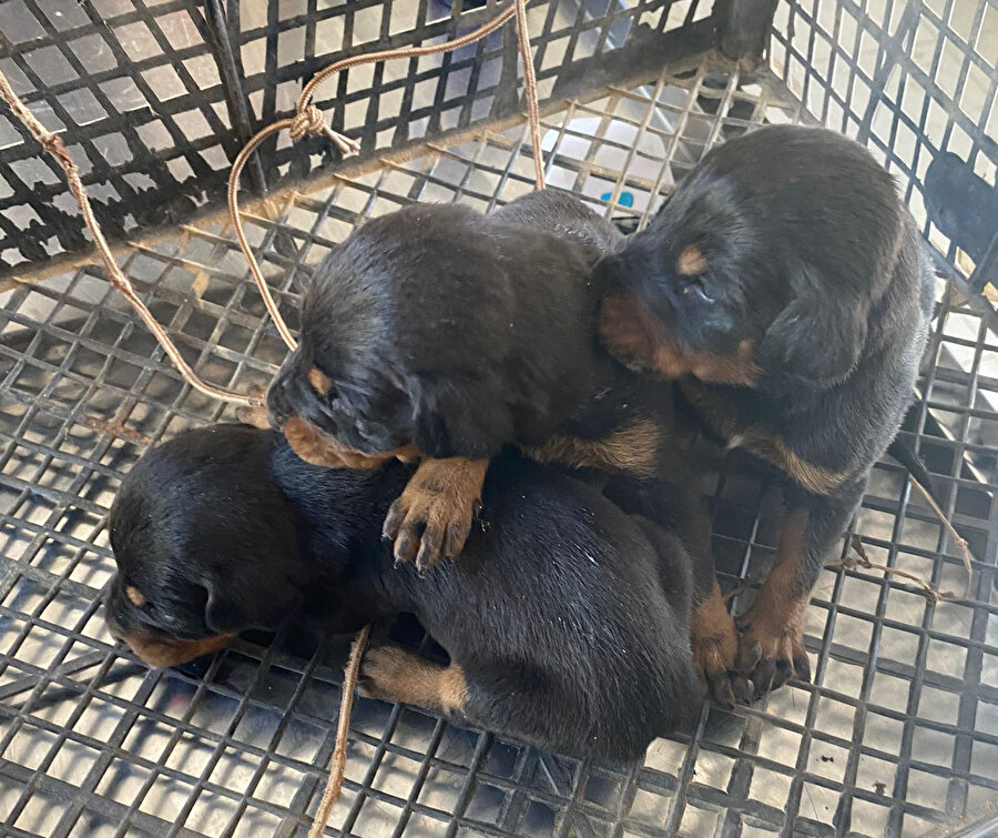 Hatay'da enkaz altında yavrulayan köpek ve üç yavrusu depremden günler sonra kurtarıldı
