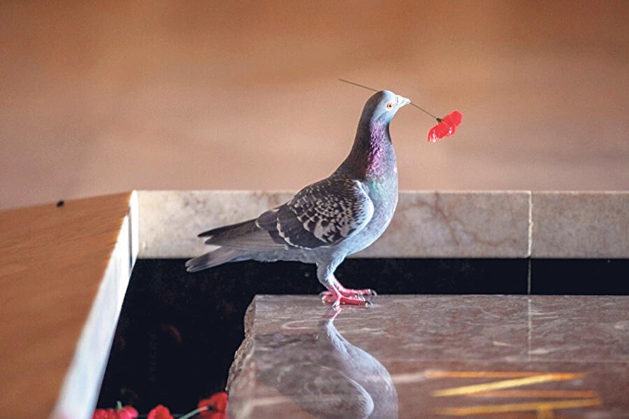 Dişi kuşun Zarif yuvası 🐦