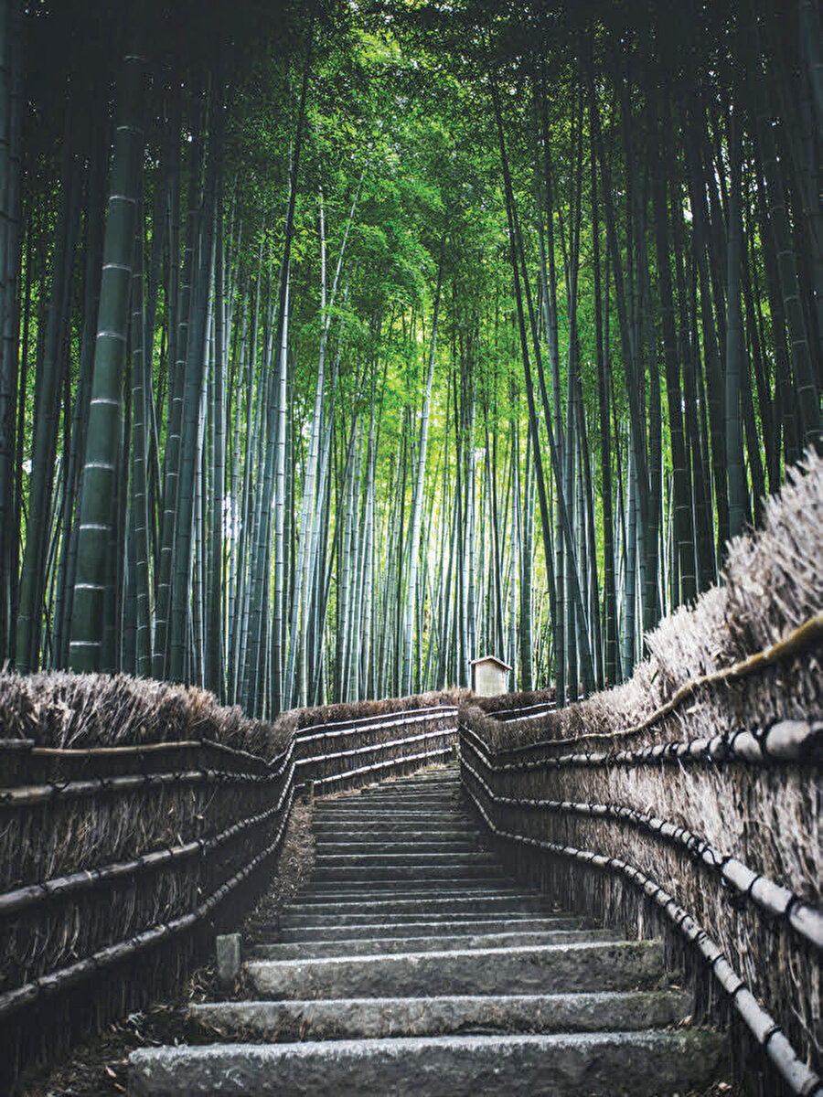 Arashiyama Bambu Ormanı