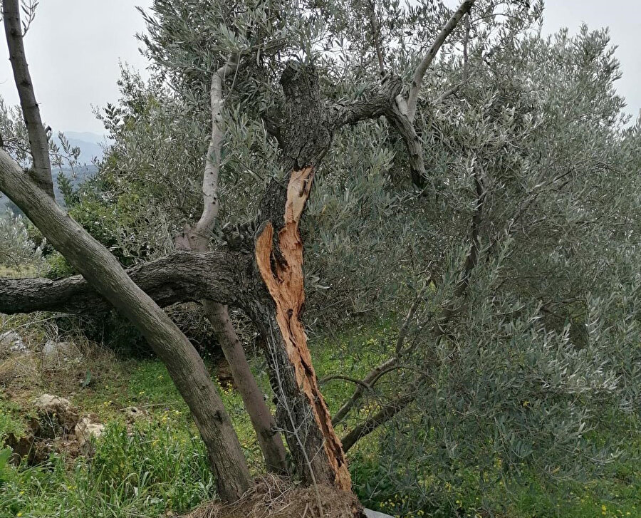 'Depremde ikiye bölünen zeytin ağacının nedeni fay kaynaklı değil'