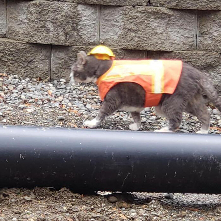 ​Şantiye özel hareCAT