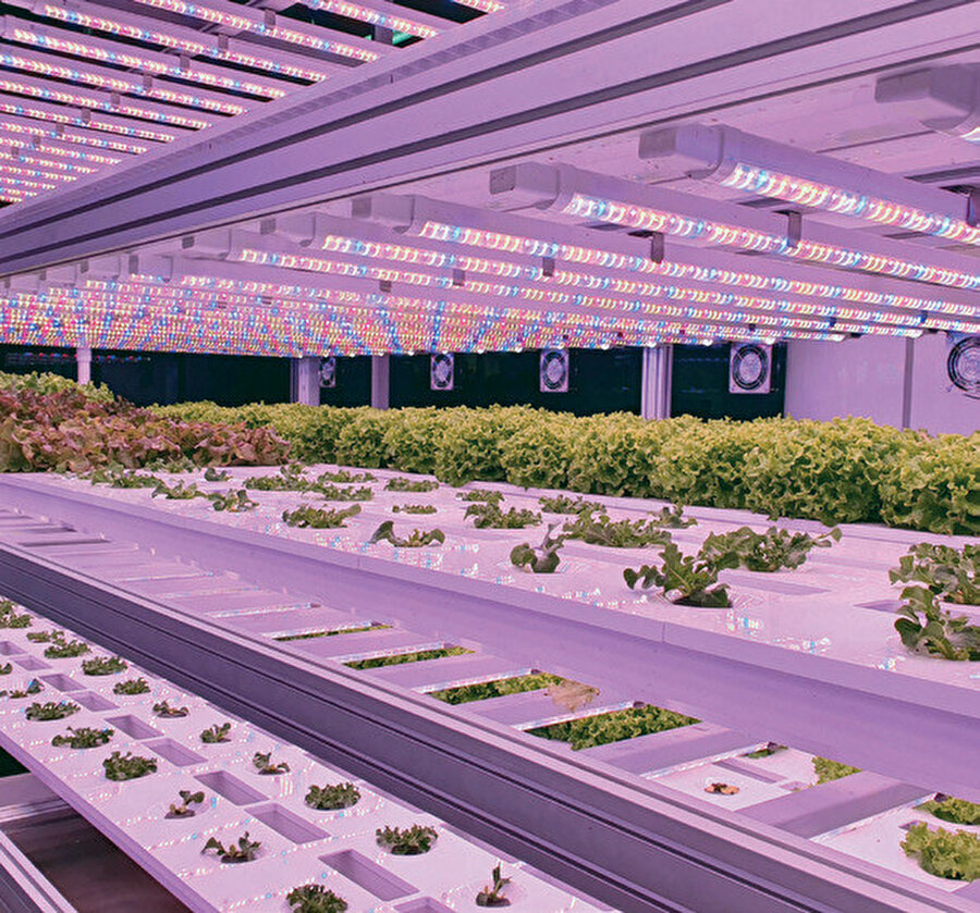 Geleneksel tarımda yılda 2 defa ürün alınabilirken, akıllı bitki fabrikalarında 4 mevsim ve yılın 365 günü üretim yapılabiliyor.
