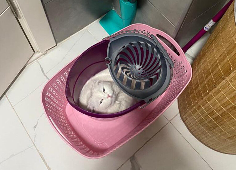 Dikkatli bakınca köpüğün kedisi var sanıyorsunuz