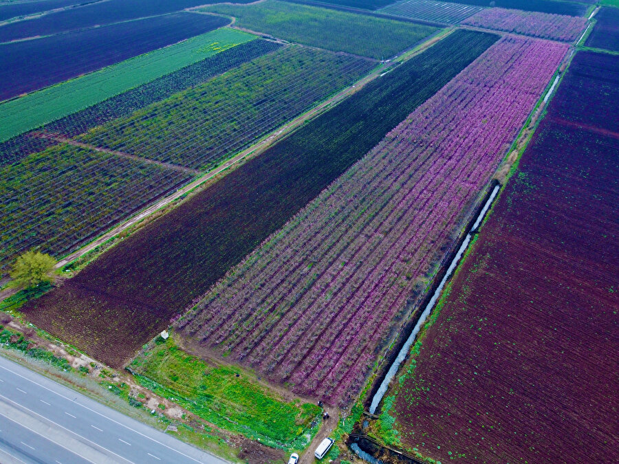 Baharla renklenen Amik Ovası'nda çiftçiler bahçelerine girmeye başladı