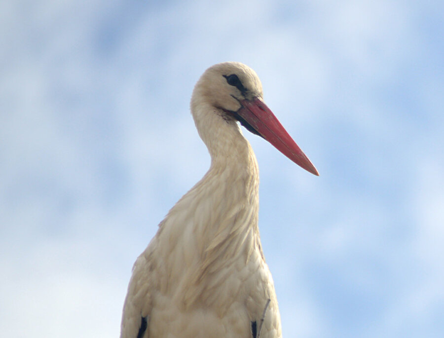 Baharın müjdecisi leylekler yuvalarına geliyor
