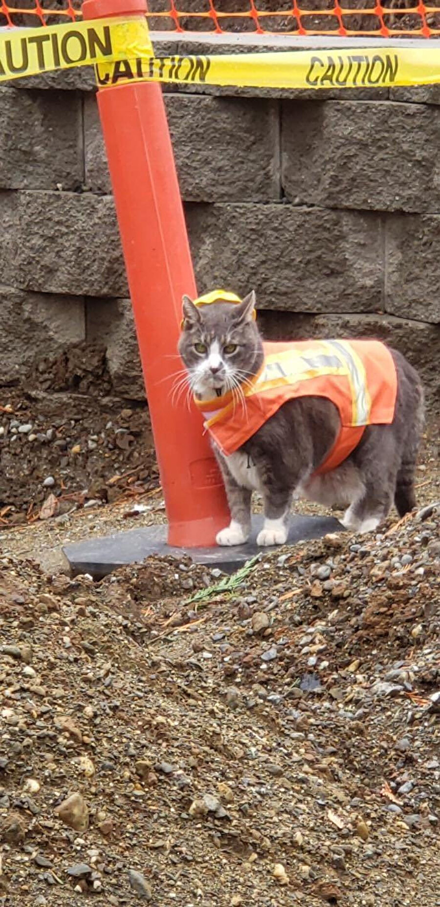 Mühendis bey gelirken bize sarı kula alırsınız artık