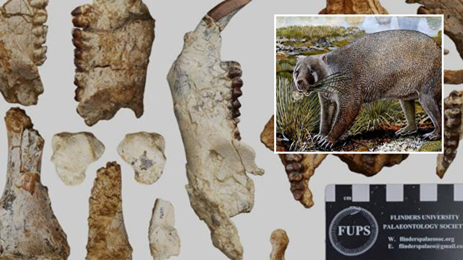 25 milyon yıl öncesine ait Mukupirna fortidentat adlı canlı