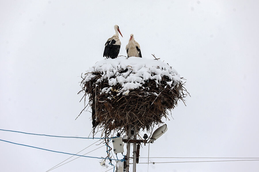 Baharın müjdecisi leyleklere kar sürprizi