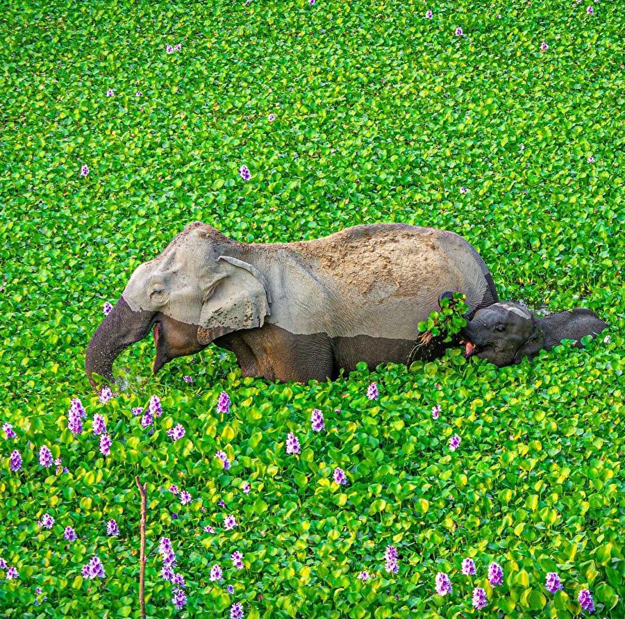 Yaramazlık peşinde fil ailesi