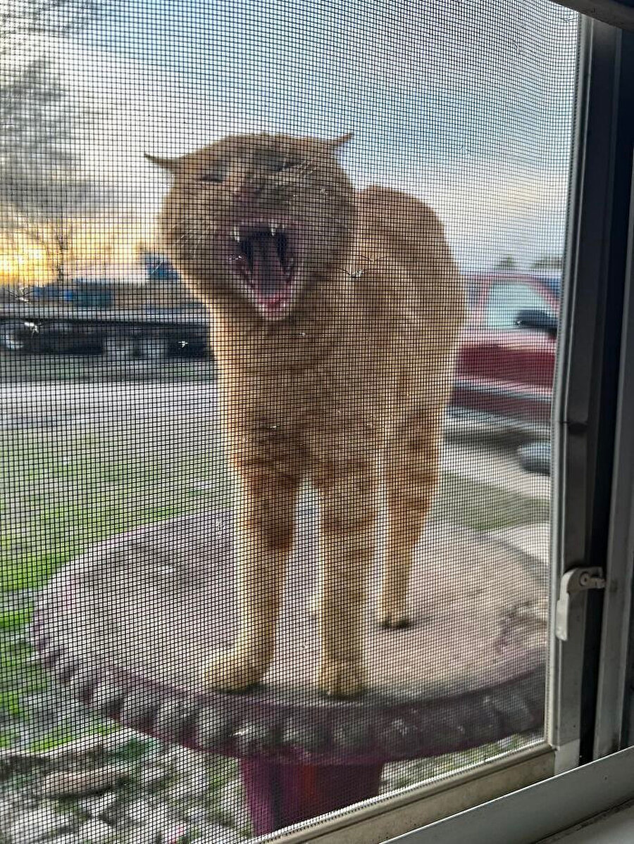 ​Acı yedikten sonra benim sıfat
