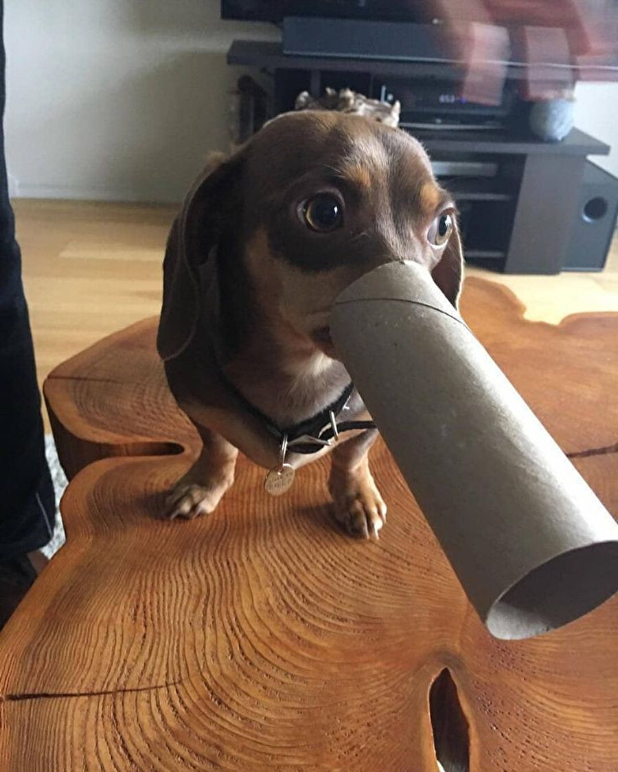 Ben aslında ördeğim