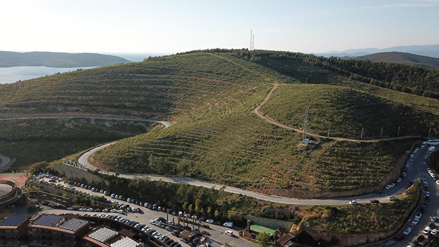 Yanan orman alanları 21 ay sonra yeşerdi