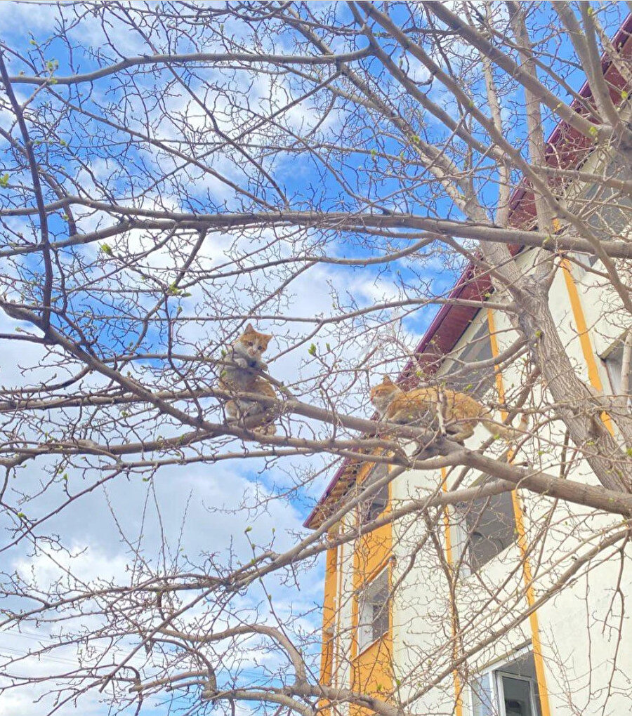 Ağaç kedi açmış sanırım yaz gelecek