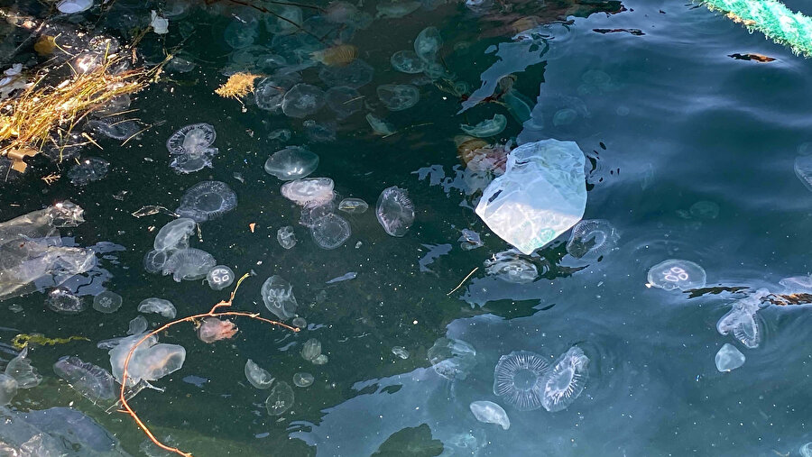 Çanakkale Boğazı'nda zehirli tehlike: Pusula denizanası