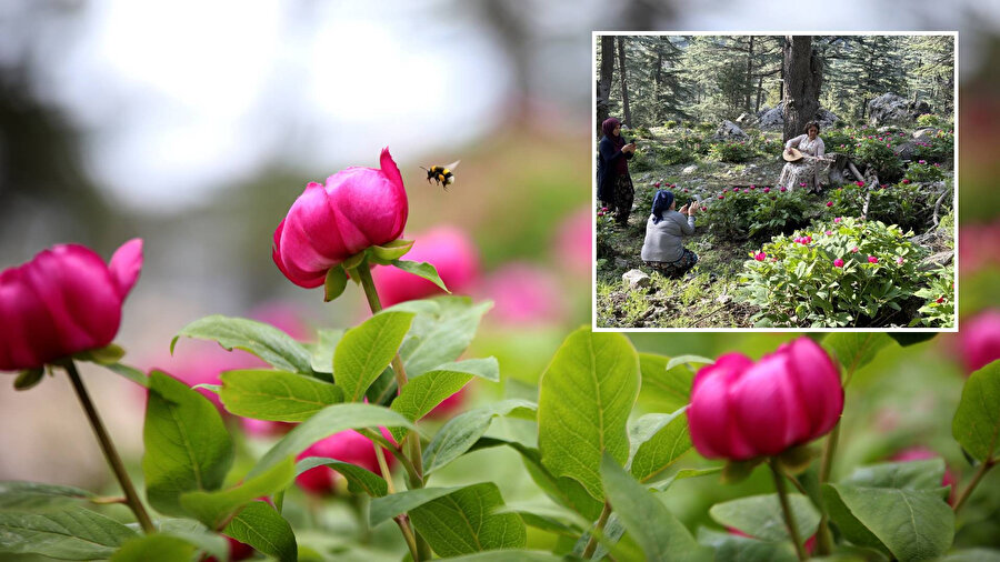 Yılda 10 gün açıyor: 'Yörük gülü'nü koparana 244 bin lira ceza