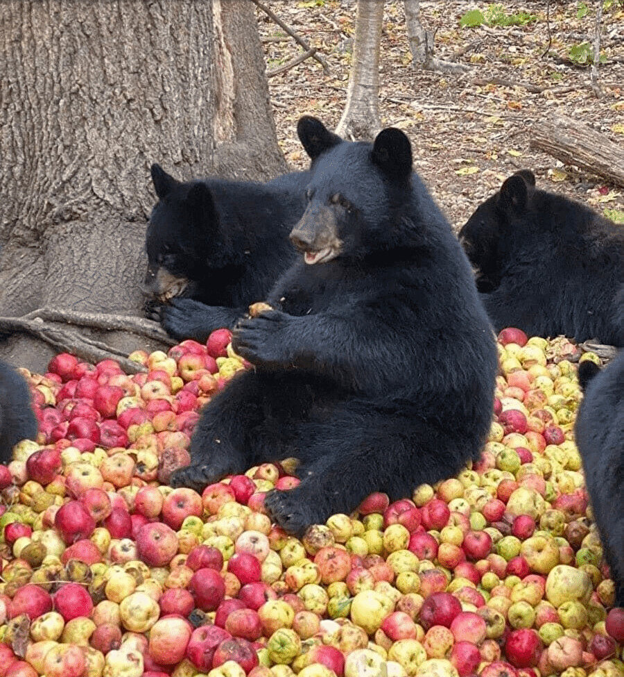 Armut beni şişiriyor kanka ya