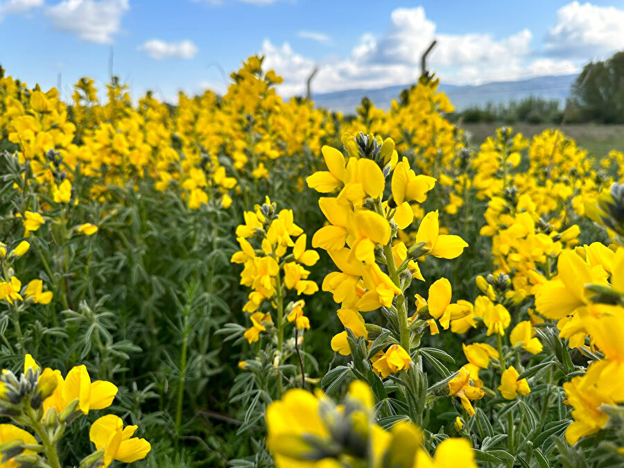 Dünyada eşi benzeri yok: Koparmanın cezası 244 bin 315 lira