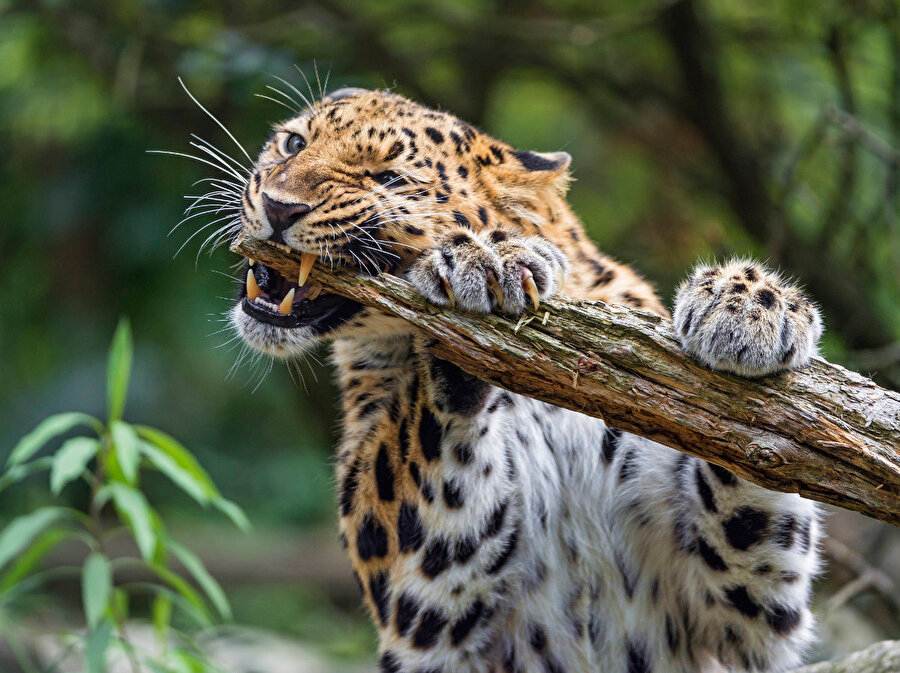 Bir parça et yiyince benim beyin fonksiyonları