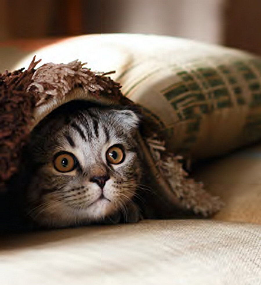 Kedi.