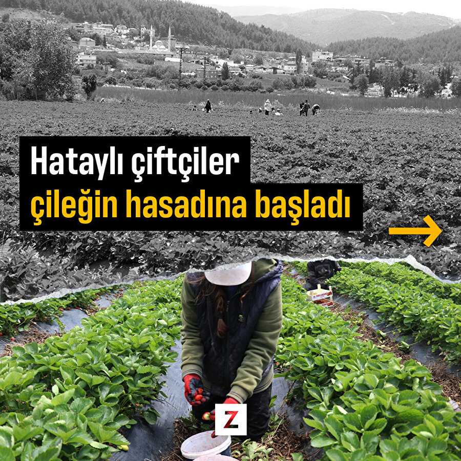 Hataylı çiftçiler çileğin hasadına başladı