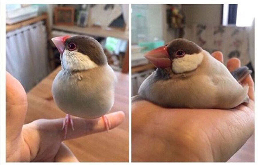 Ayaktayken göbeğim ve oturunca göbeğim