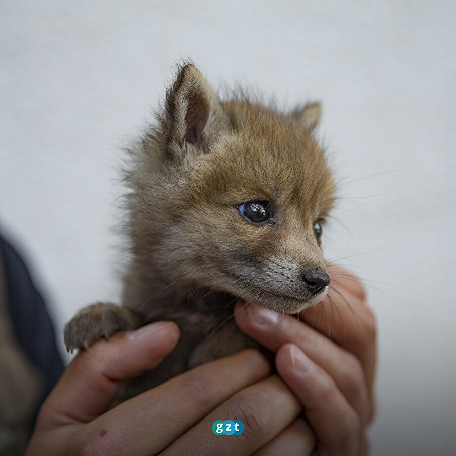 Tunceli'de dağlık alanda bulunan tilki yavrusu koruma altına alındı
