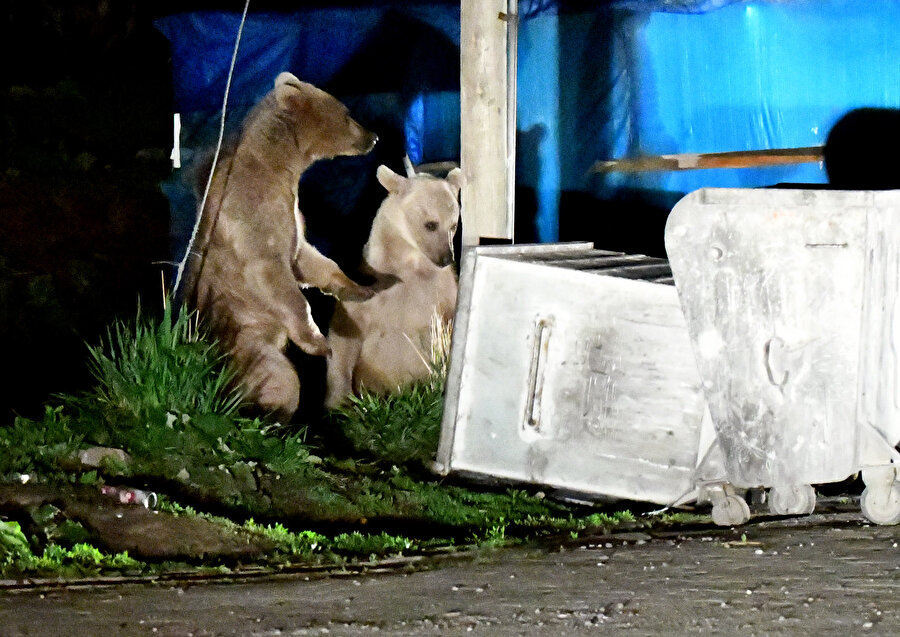 İlçe merkezine indiler: Çöpte yemek arıyorlar