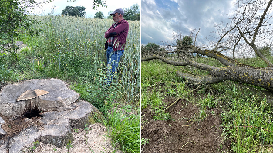 150 yıllık çınar ağacı