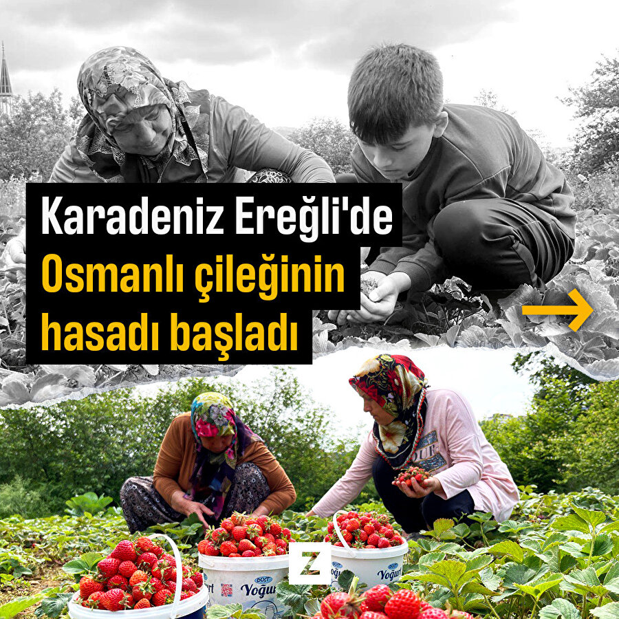 Karadeniz Ereğli'de Osmanlı çileğinin hasadı başladı
