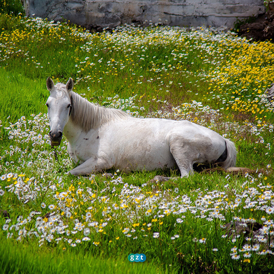 Ardahan'da doğa renklendi